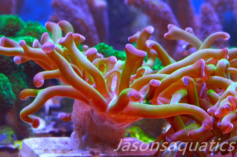 Euphyllia, Branching Hammer, Green with Purple Tips Frag D
