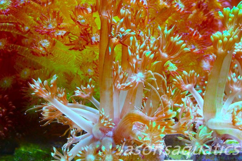 Goniopora, Bright Green Goni Long Arms Frag B