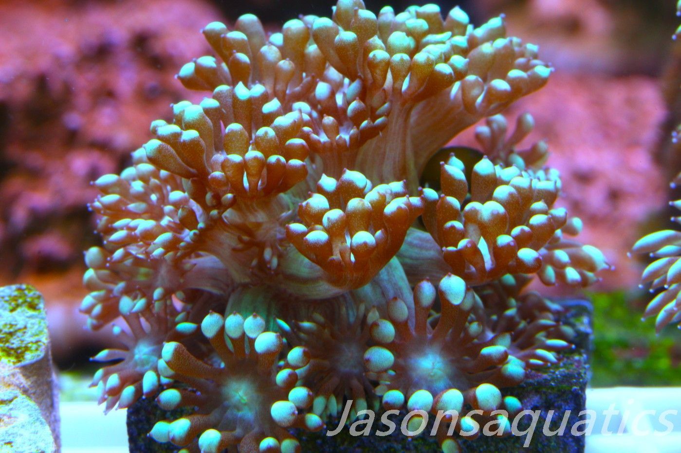 Goniopora, Bright Green Goni Long Arms Frag B