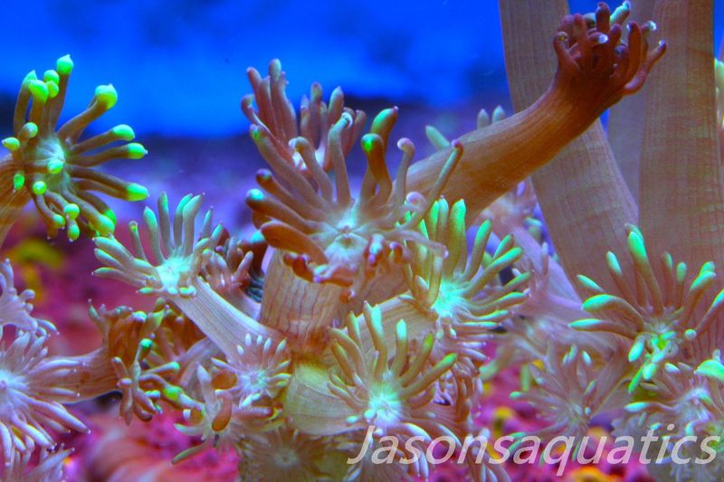 Goniopora, Bright Green Goni Long Arms Frag B