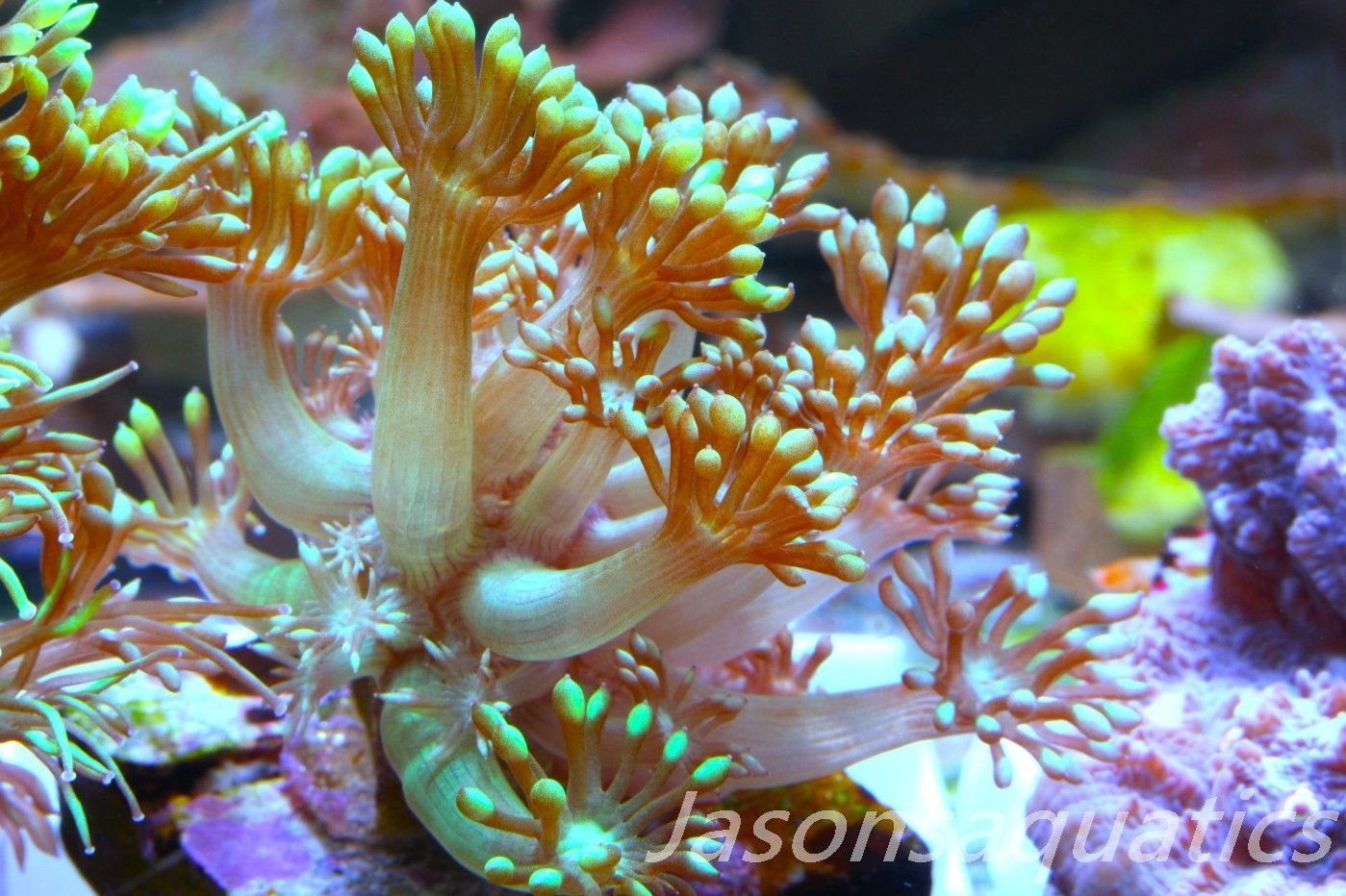 Goniopora, Bright Green Goni Long Arms Frag B