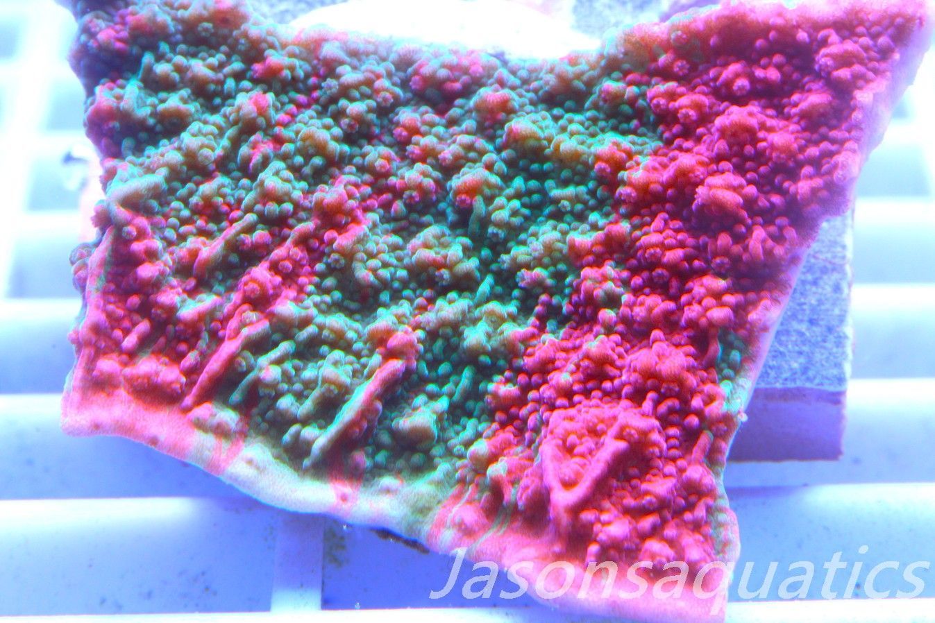 Montipora Capricornis, Grafted Sunfire Frag D