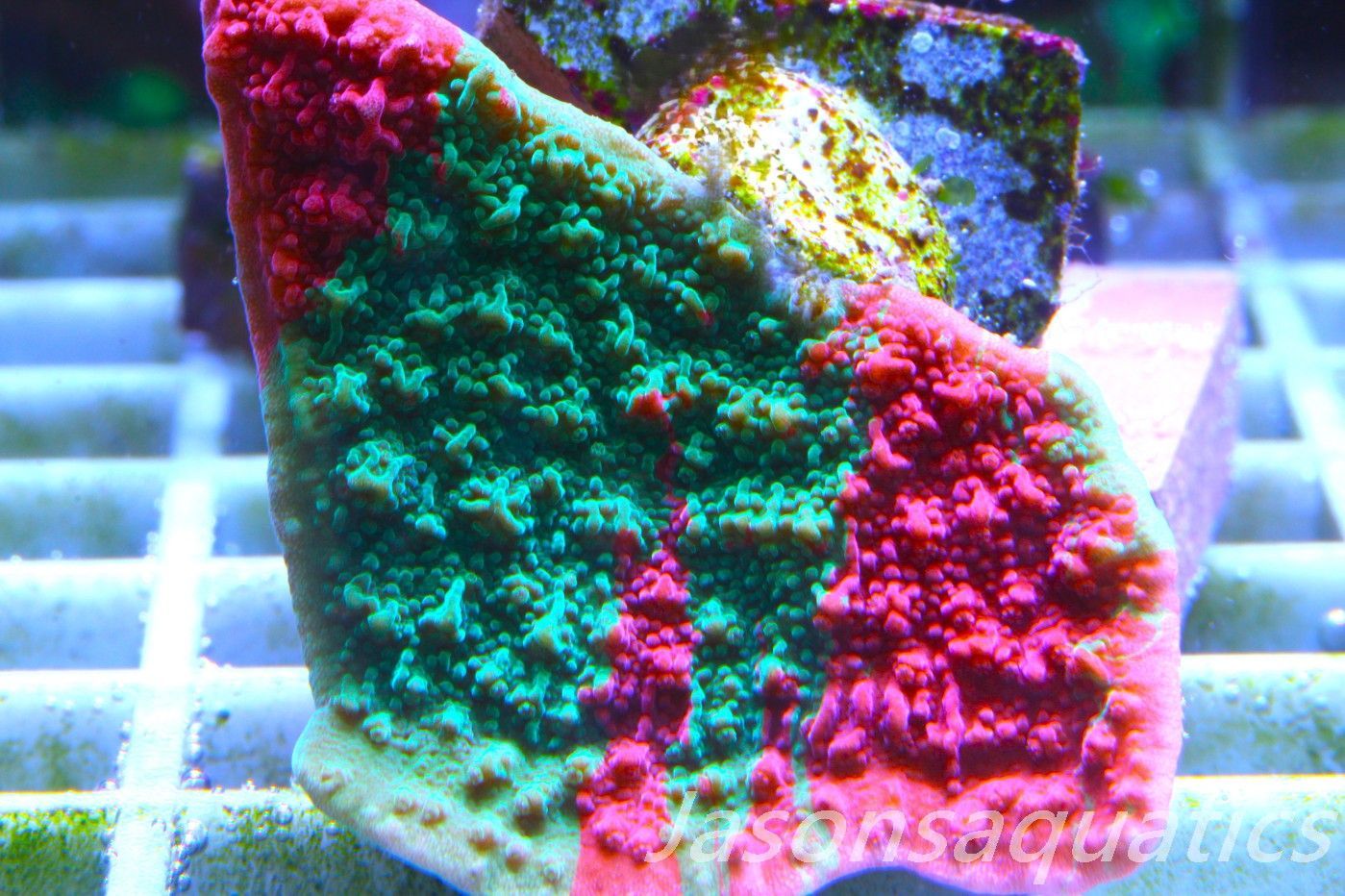 Montipora Capricornis, Grafted Sunfire Frag D Montipora Capricornis, Grafted Sunfire Frag D