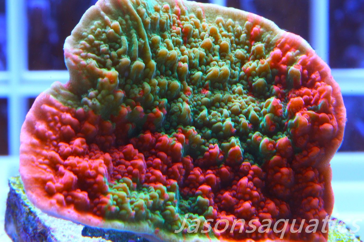 Montipora Capricornis, Grafted Sunfire Frag D Montipora Capricornis, Grafted Sunfire Frag D