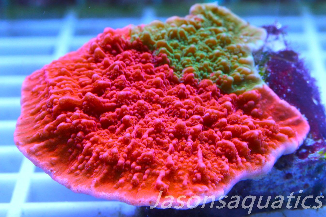 Montipora Capricornis, Grafted Sunfire Frag E Montipora Capricornis, Grafted Sunfire Frag E