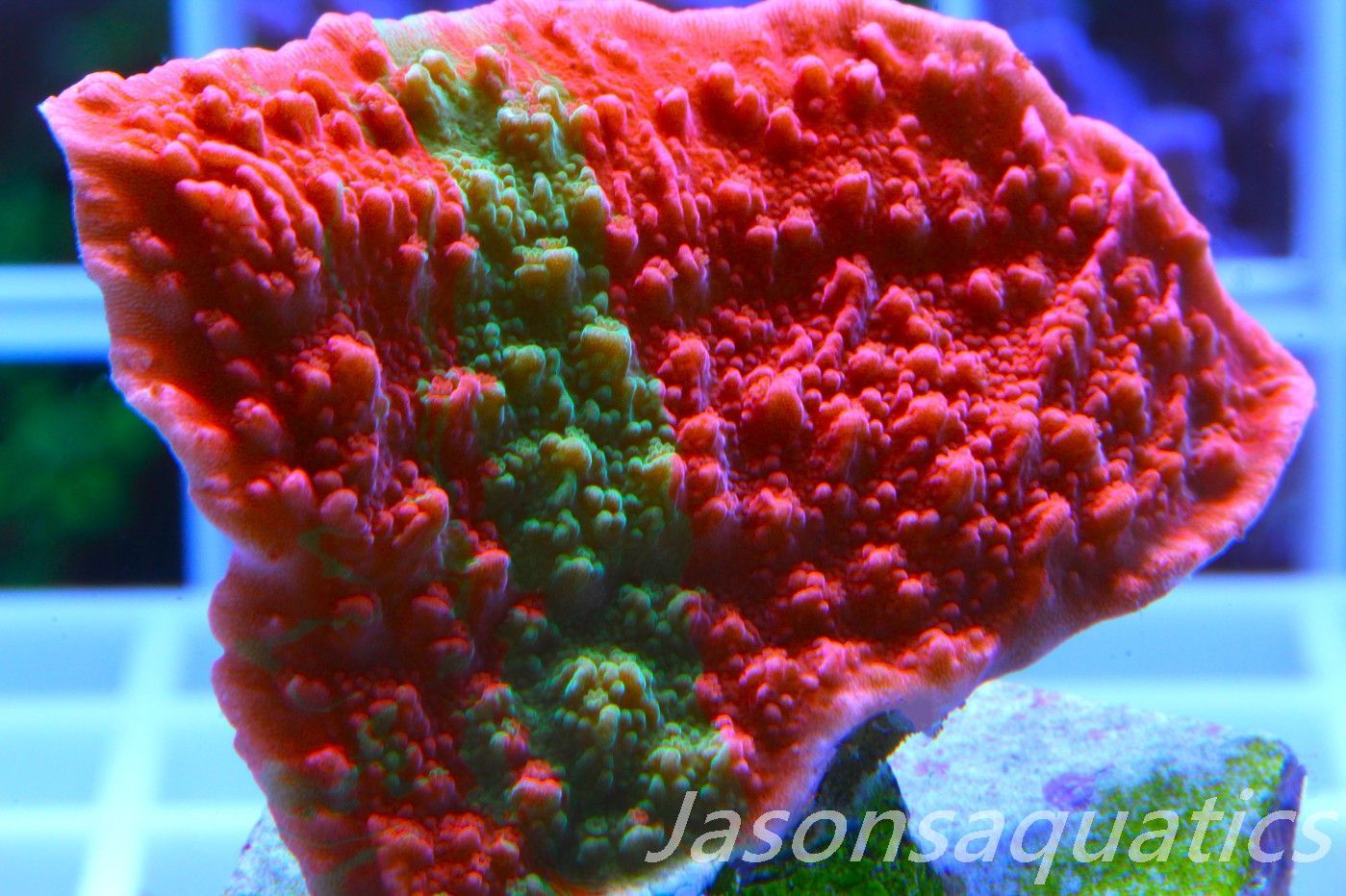 Montipora Capricornis, Grafted Sunfire Frag E Montipora Capricornis, Grafted Sunfire Frag E