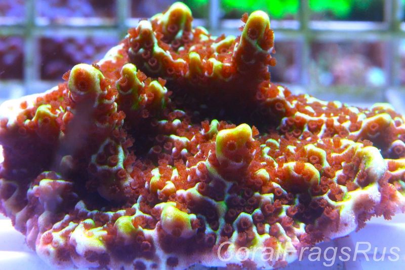 Montipora Confusa Frag B