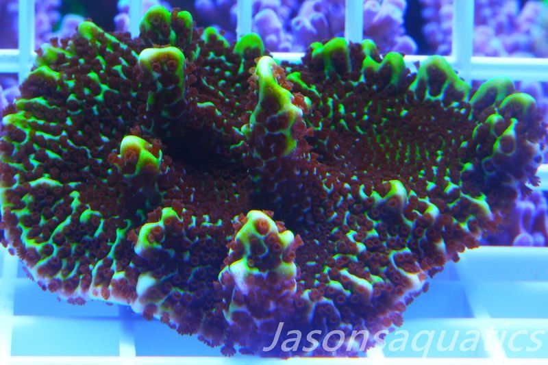 Montipora Confusa Frag B