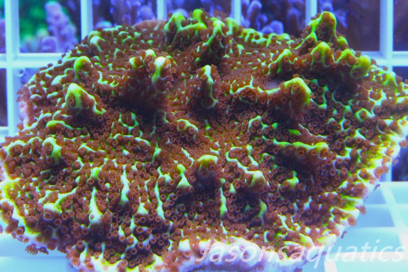 Montipora Confusa (Colony Size) Frag B