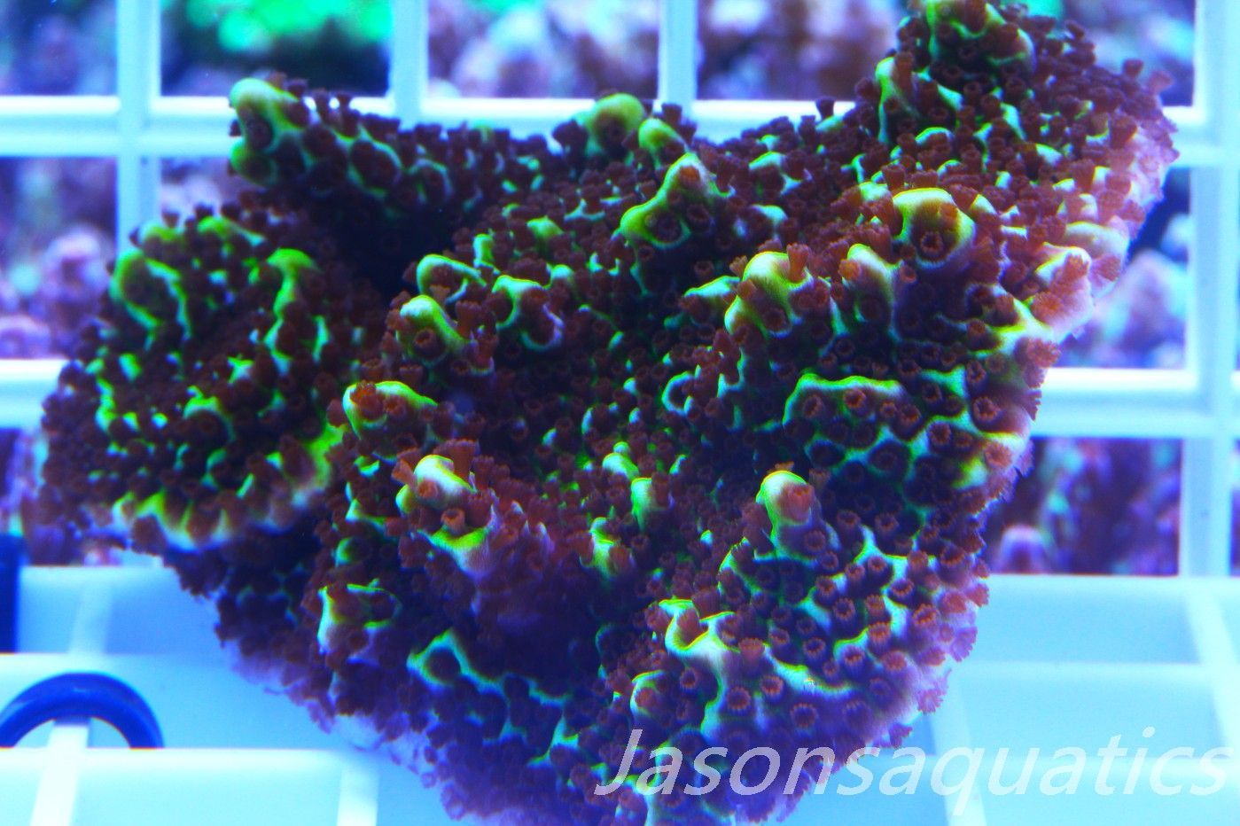 Montipora Confusa Frag D Montipora Confusa Frag D