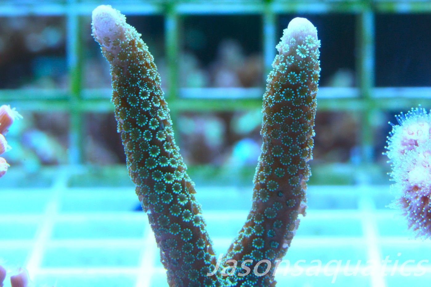 Montipora Digitata Frag C