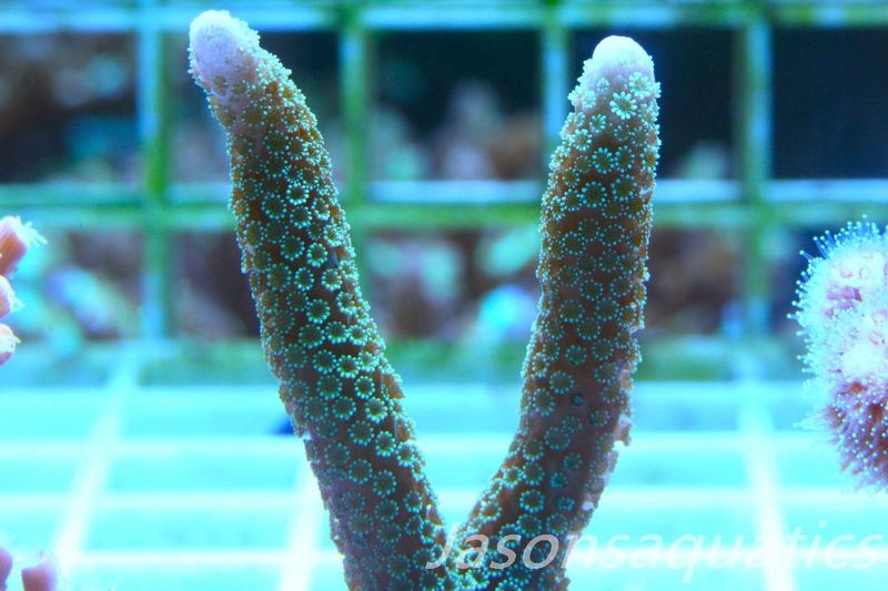 Montipora Digitata Frag C