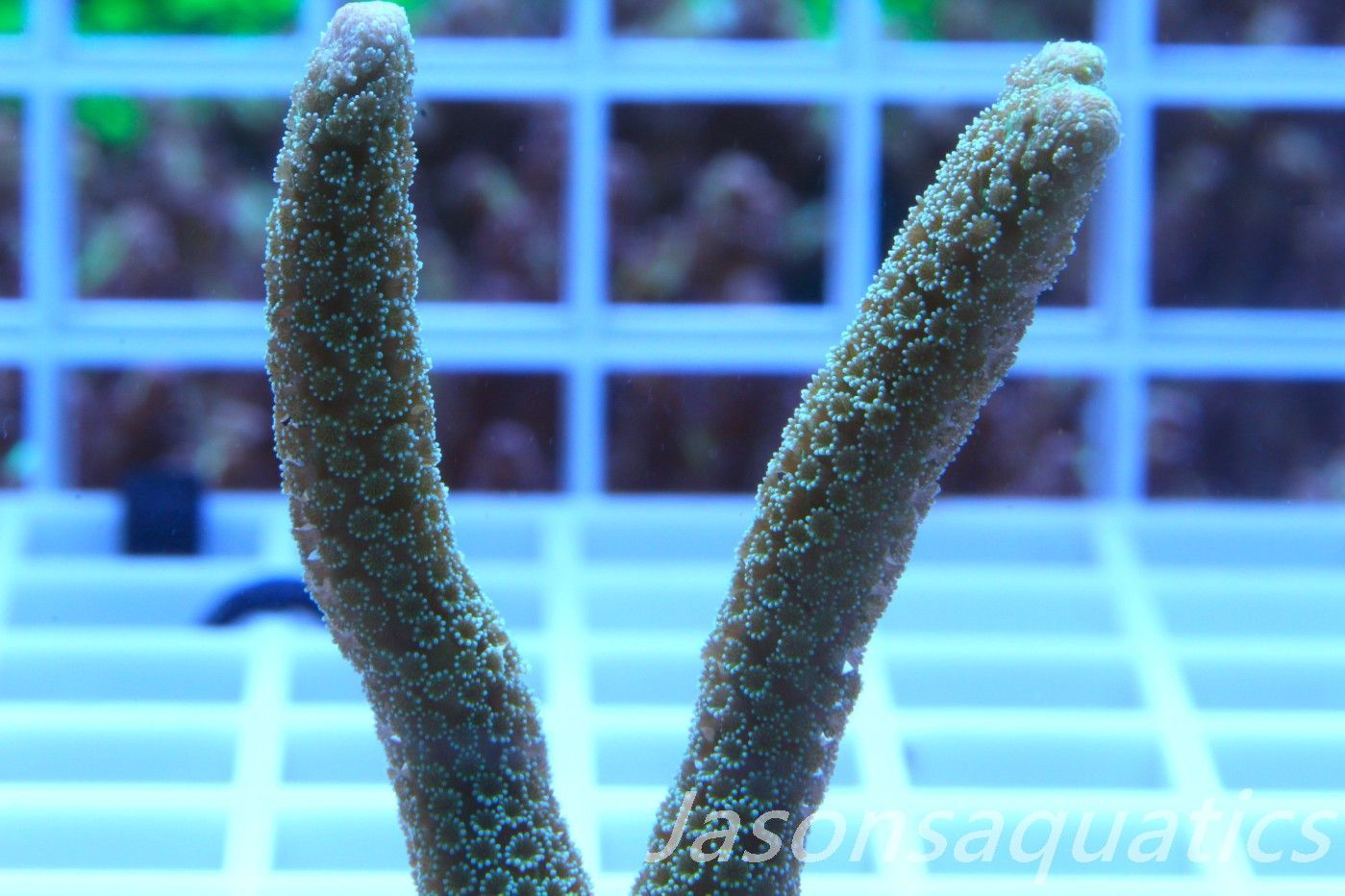 Montipora Digitata Frag C