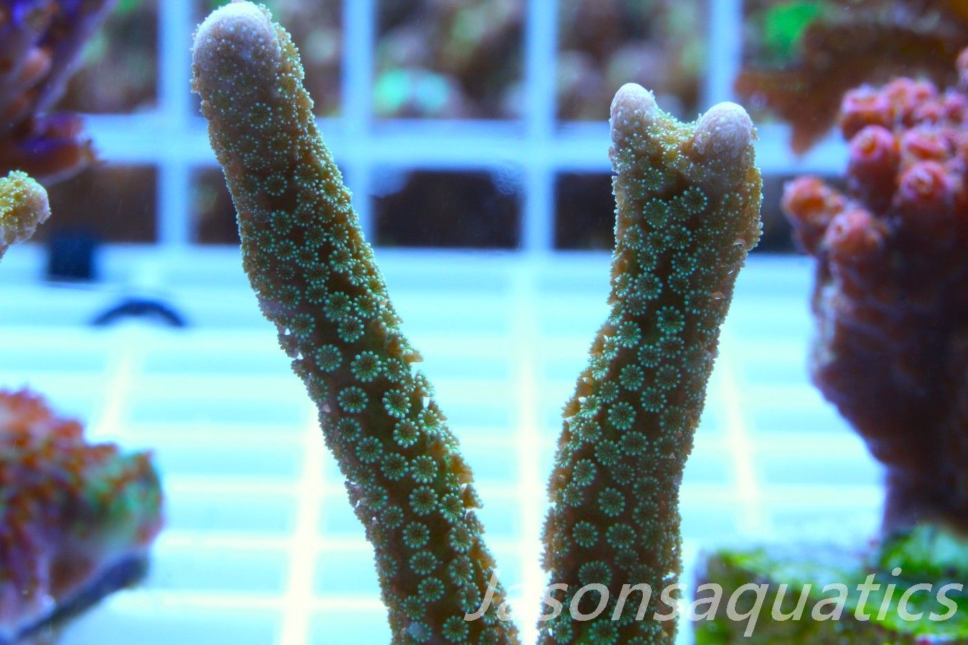 Montipora Digitata Frag C