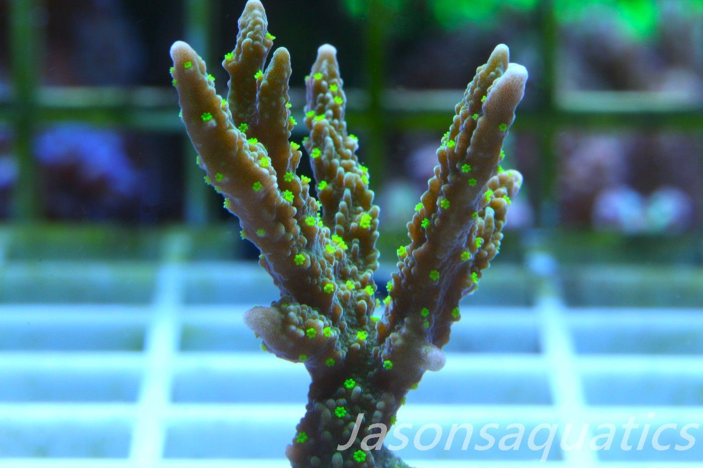 Montipora Hirsuta (Medusa) Frag C Montipora Hirsuta (Medusa) Frag C
