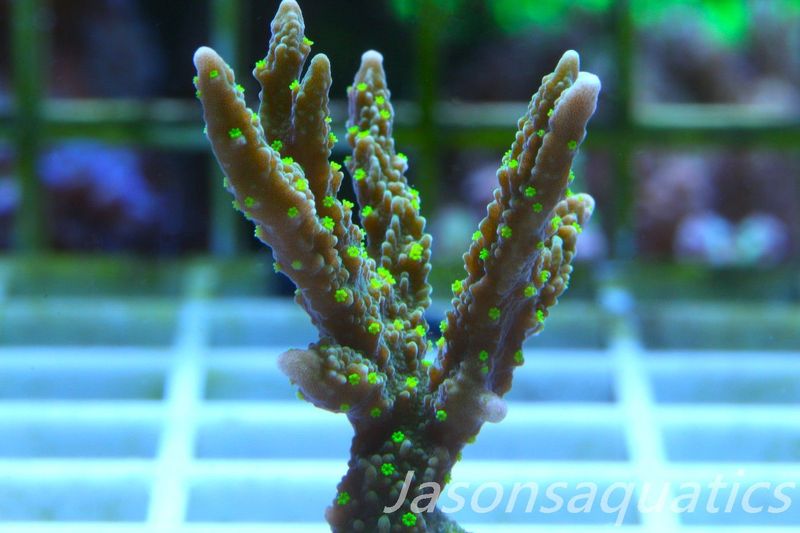 Montipora Hirsuta (Medusa) Frag C