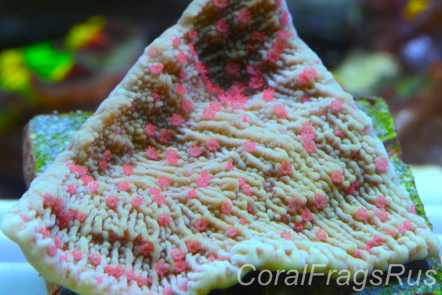 Montipora, Lime Green with Bright Red Polyps Frag B