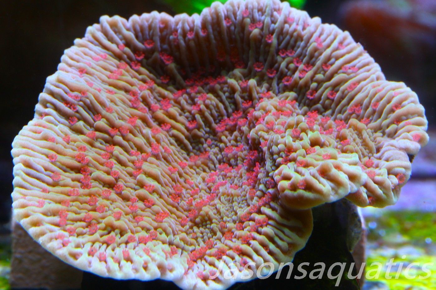 Montipora, Light Green with Bright Red Polyps Frag C