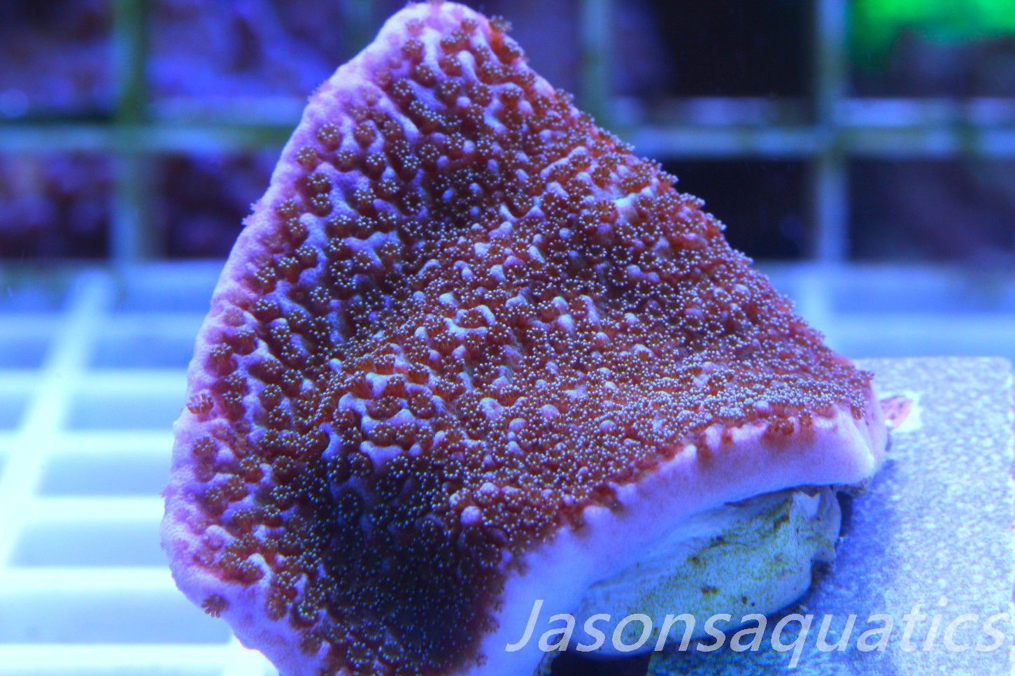 Montipora Pink Rim Frag D