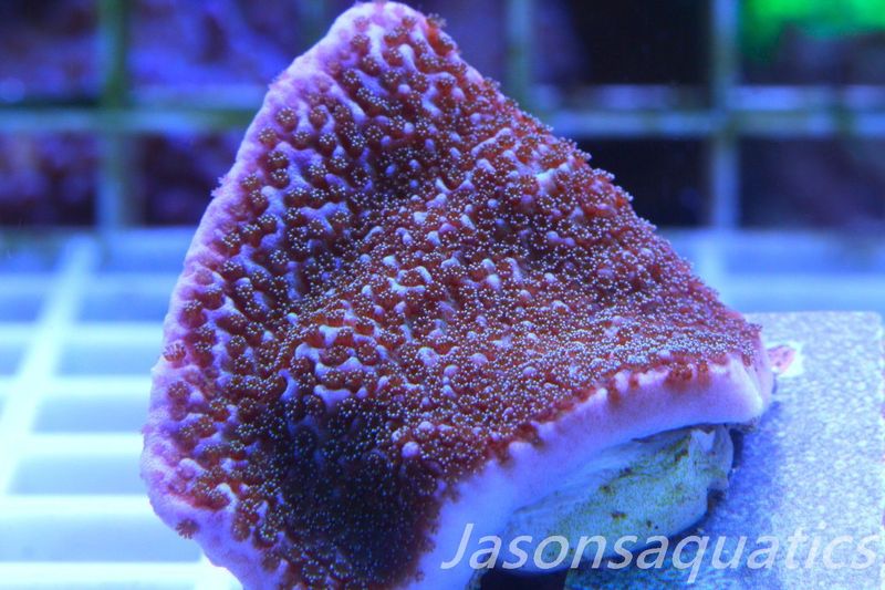 Montipora Pink Rim Frag D