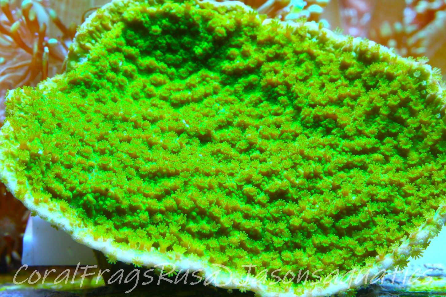 Montipora Plate, Electric Green Frag B Montipora Plate, Electric Green Frag B