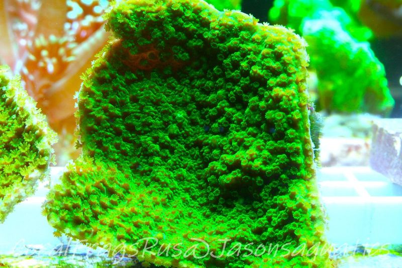 Montipora Plate, Electric Green Frag C