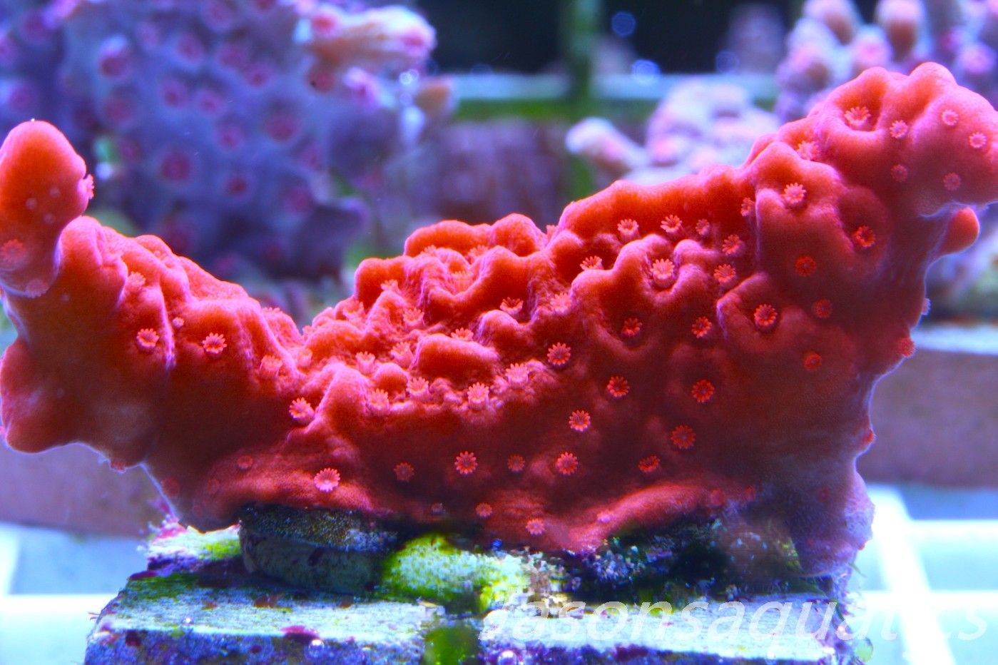 Montipora Setosa Frag D Montipora Setosa Frag D