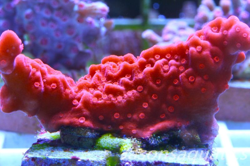 Montipora Setosa Frag D
