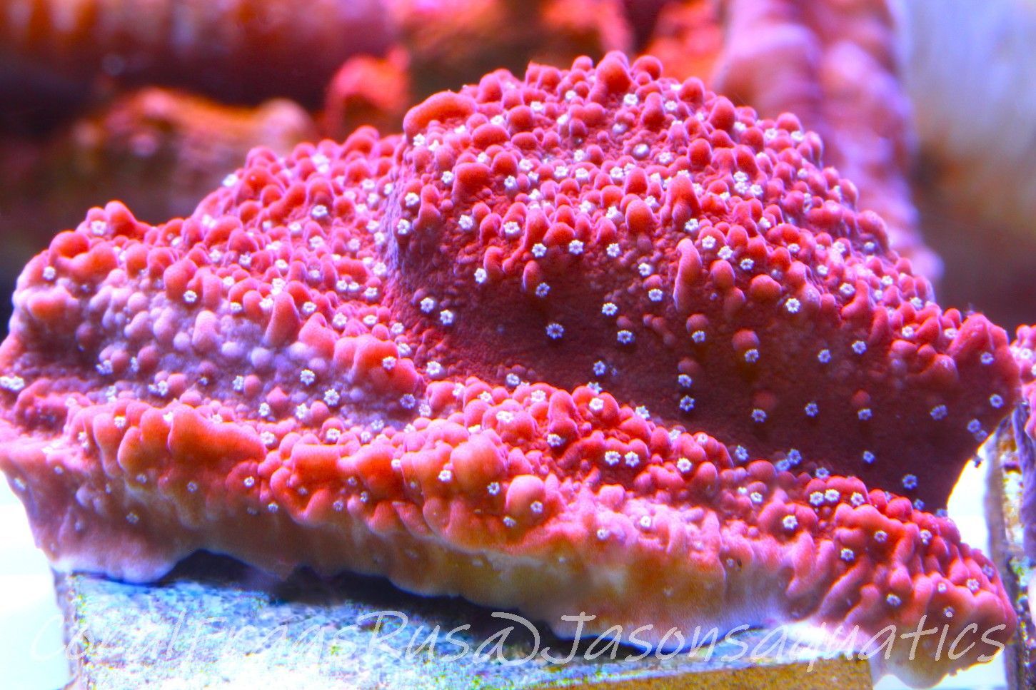 Montipora Snow Cap Frag B