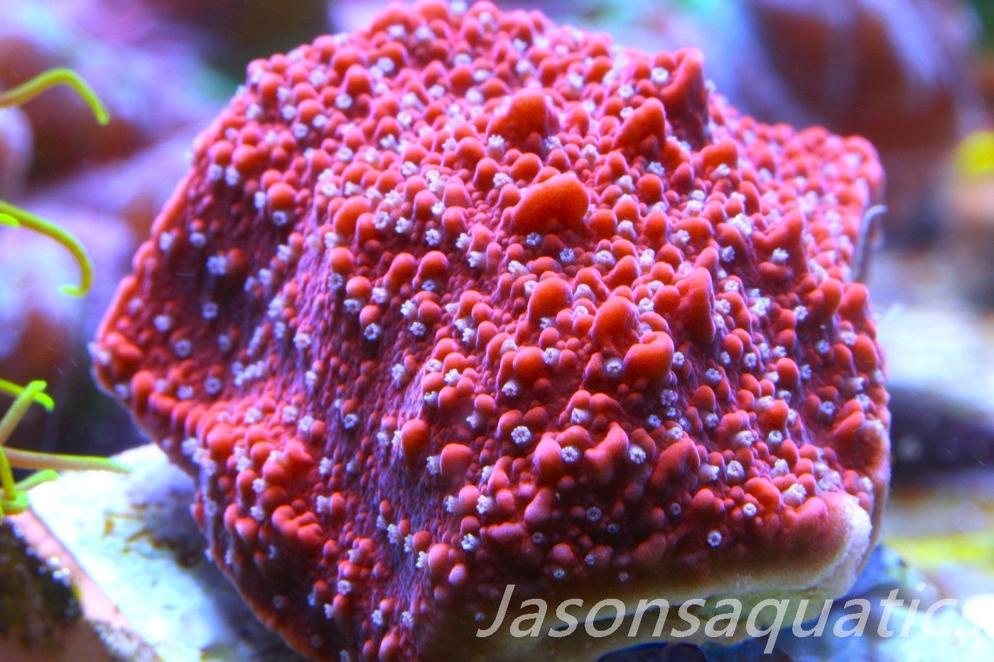 Montipora Snow Cap Frag B