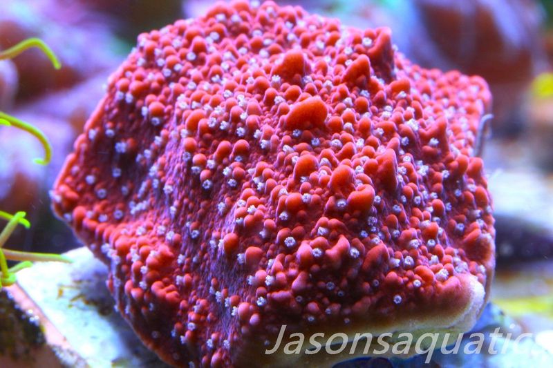 Montipora Snow Cap Frag B