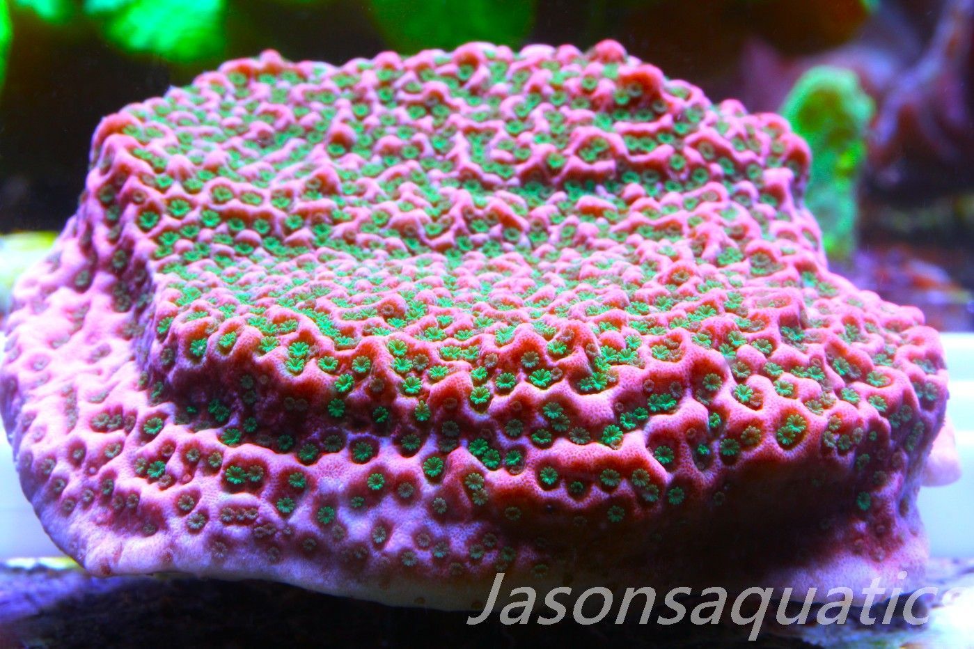 Montipora Tropic Thunder Frag C Montipora Tropic Thunder Frag C