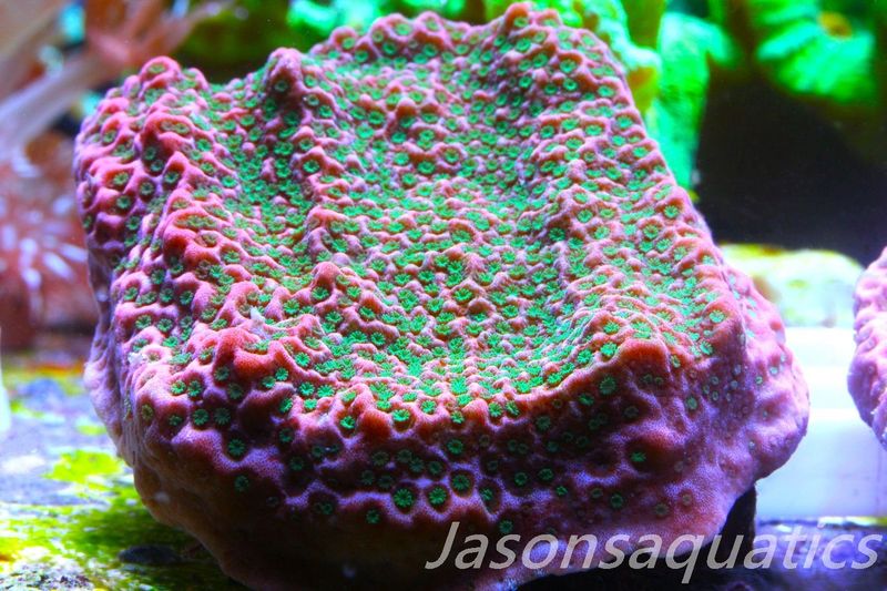 Montipora Tropic Thunder Frag D
