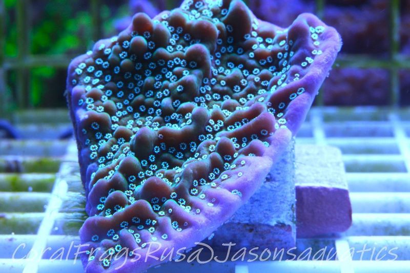 Montipora, True Undata Frag C