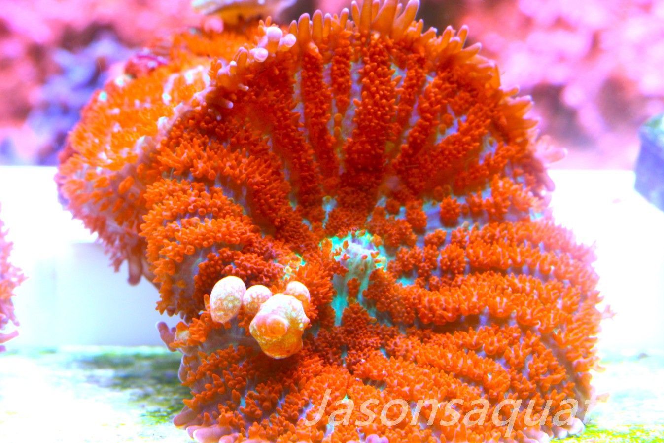 Mushrooms, Forest Fire Rhodactis Frag D