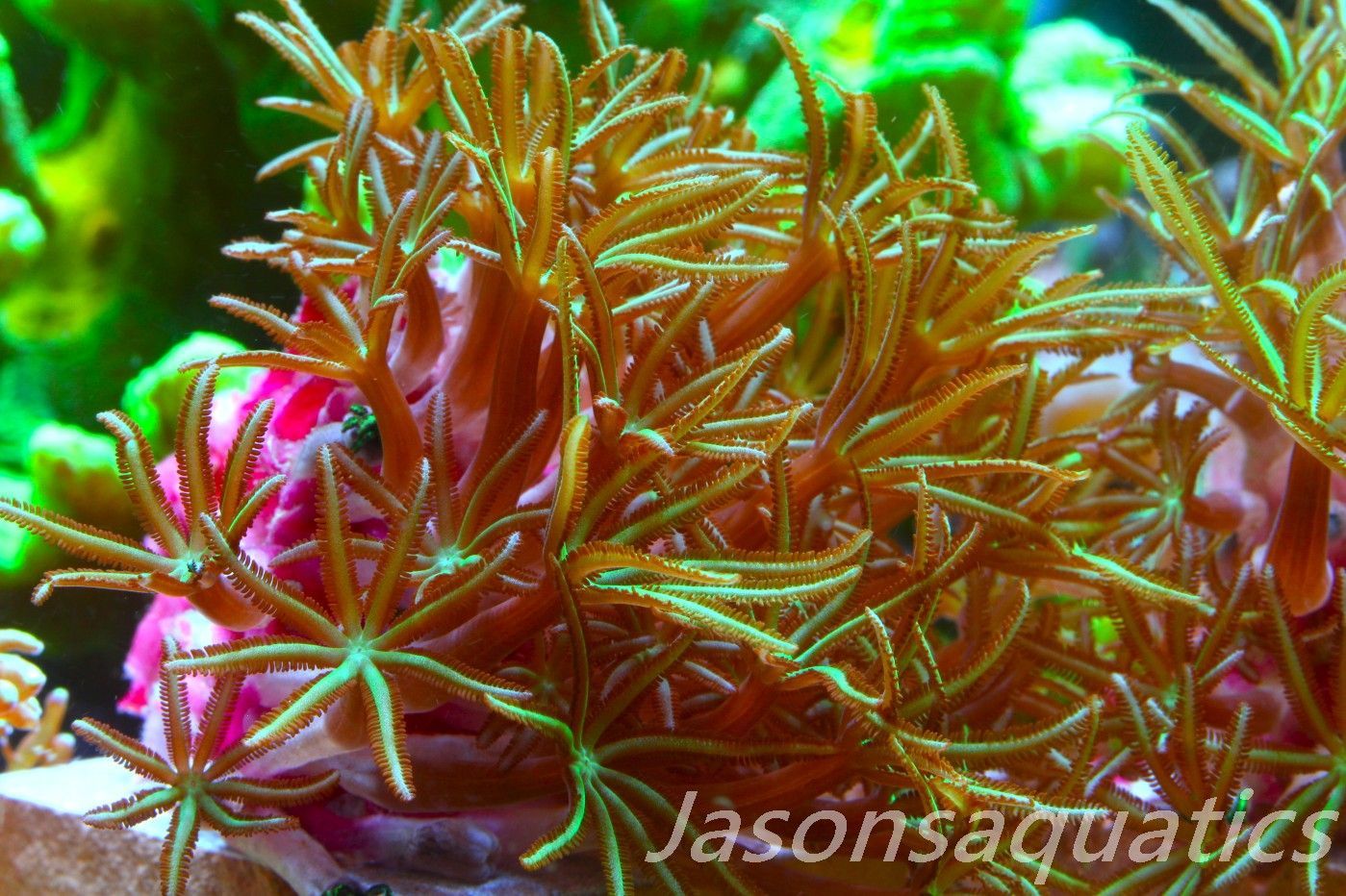 Organ Pipe Coral (Tubipora Musica) Frag D Organ Pipe Coral (Tubipora Musica) Frag D