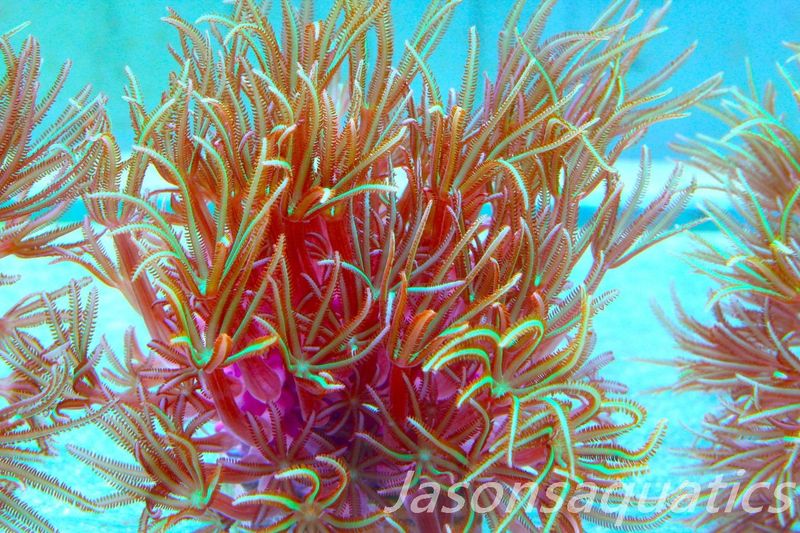 Organ Pipe Coral (Tubipora Musica) Frag D
