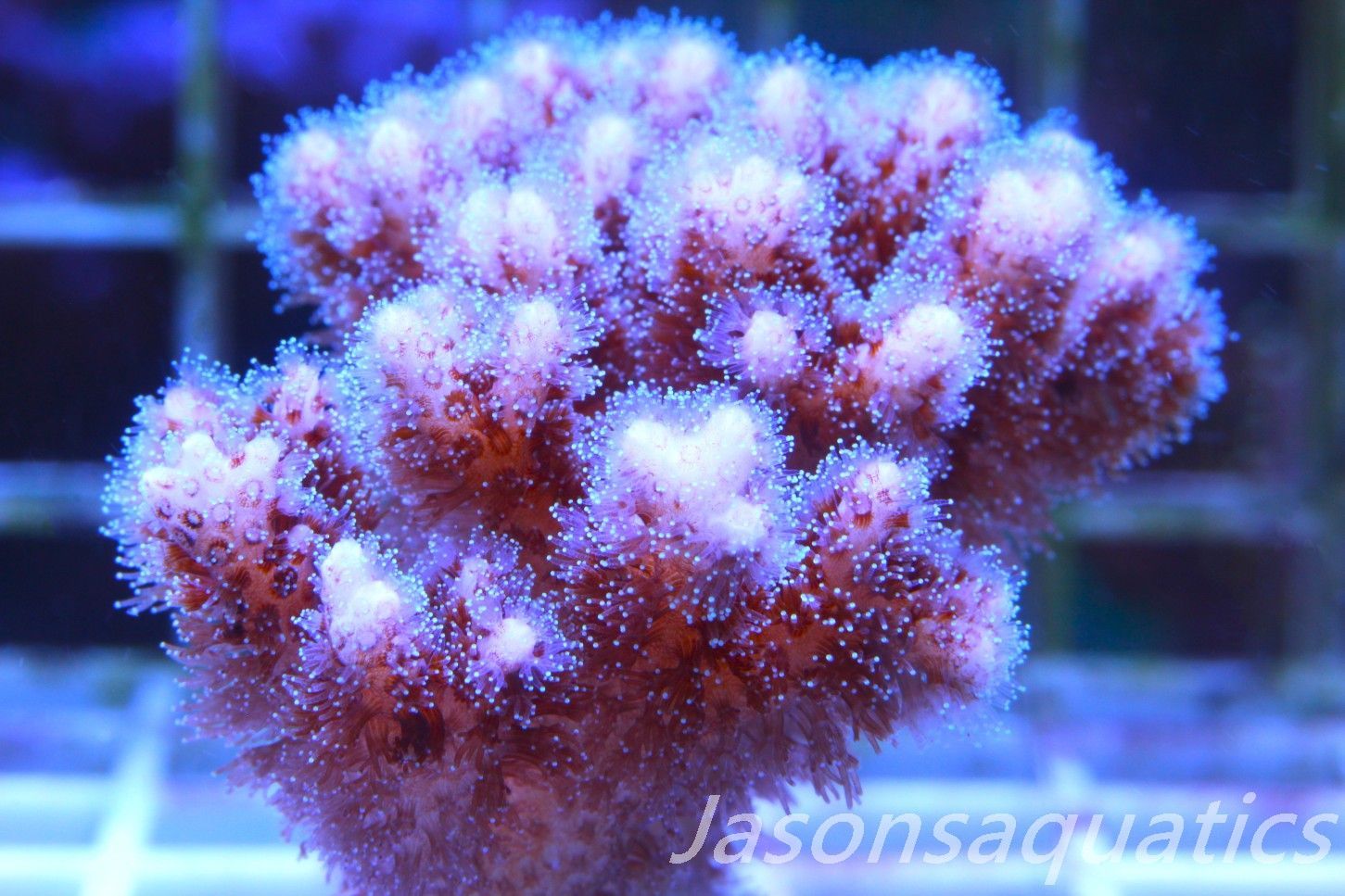 Pocillopora Pink Frag B