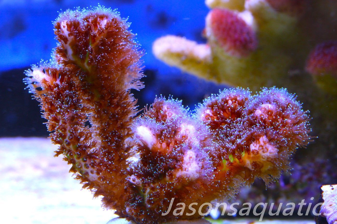 Pocillopora Pink Frag B