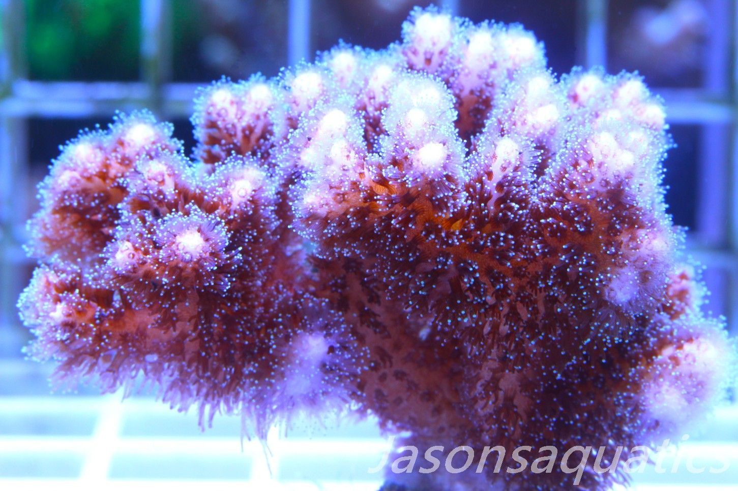 Pocillopora Pink Frag C