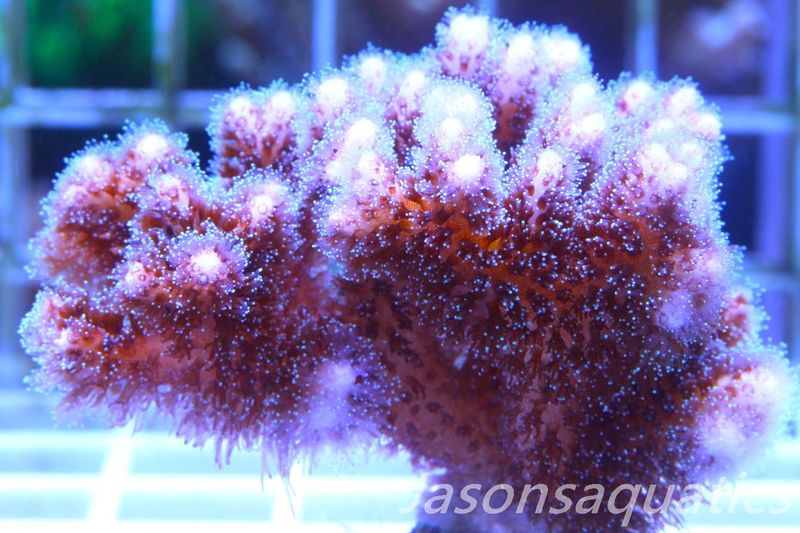 Pocillopora Pink Frag C