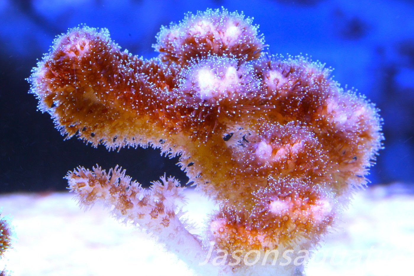 Pocillopora Pink Frag C