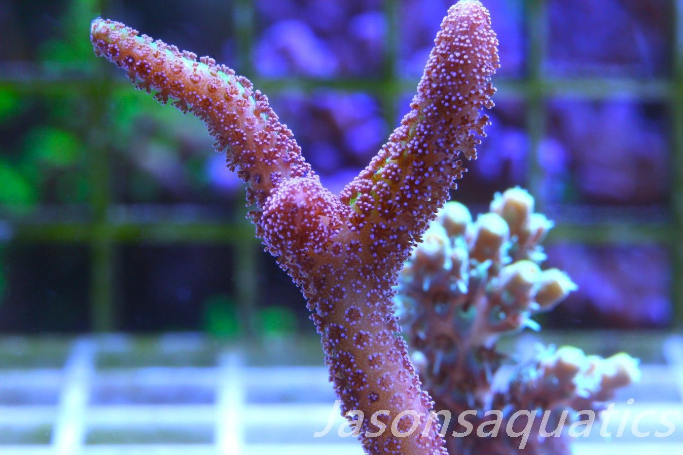 Seriatopora Caliendrum, Bird of Paradise Frag D