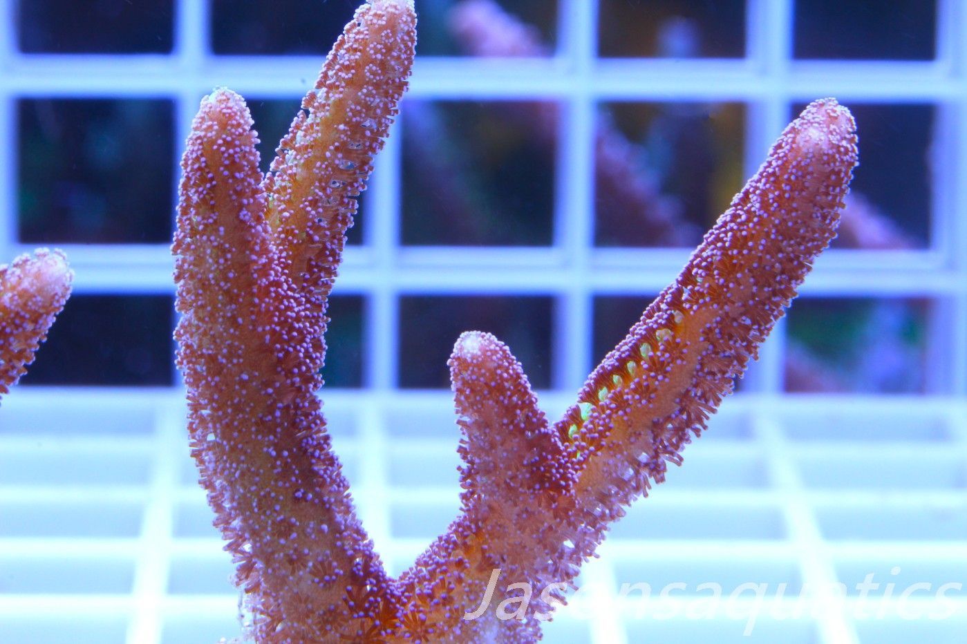 Seriatopora Caliendrum, Bird of Paradise Frag D