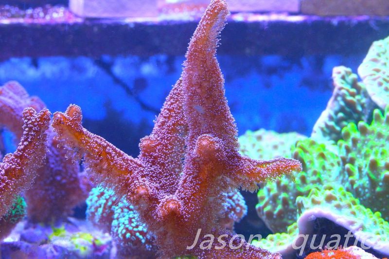 Seriatopora Caliendrum, Bird of Paradise Frag D