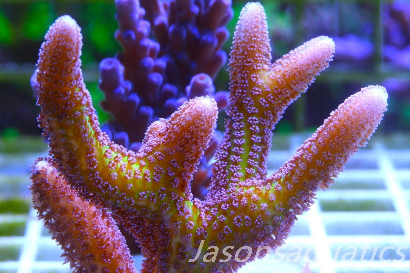 Seriatopora Caliendrum, Bird of Paradise,(LARGE FRAG) Frag E Seriatopora Caliendrum, Bird of Paradise,(LARGE FRAG) Frag E