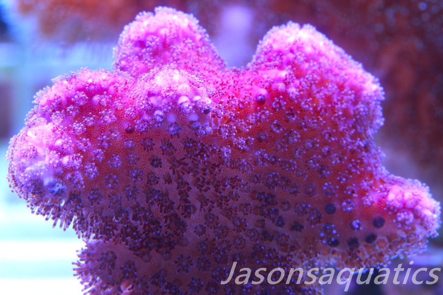 Stylophora, Australian Pink Stylo Frag C Stylophora, Australian Pink Stylo Frag C