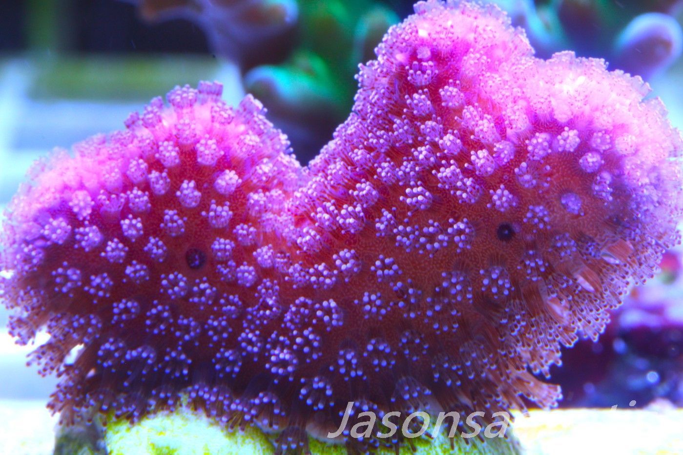 Stylophora, Australian Pink Stylo Frag C Stylophora, Australian Pink Stylo Frag C
