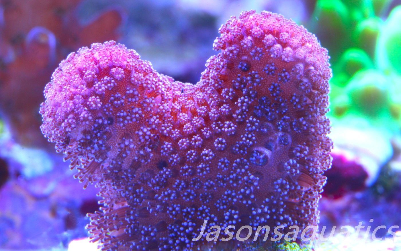 Stylophora, Australian Pink Stylo Frag C Stylophora, Australian Pink Stylo Frag C
