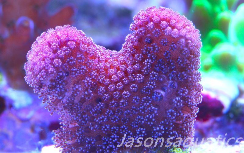 Stylophora, Australian Pink Stylo Frag C